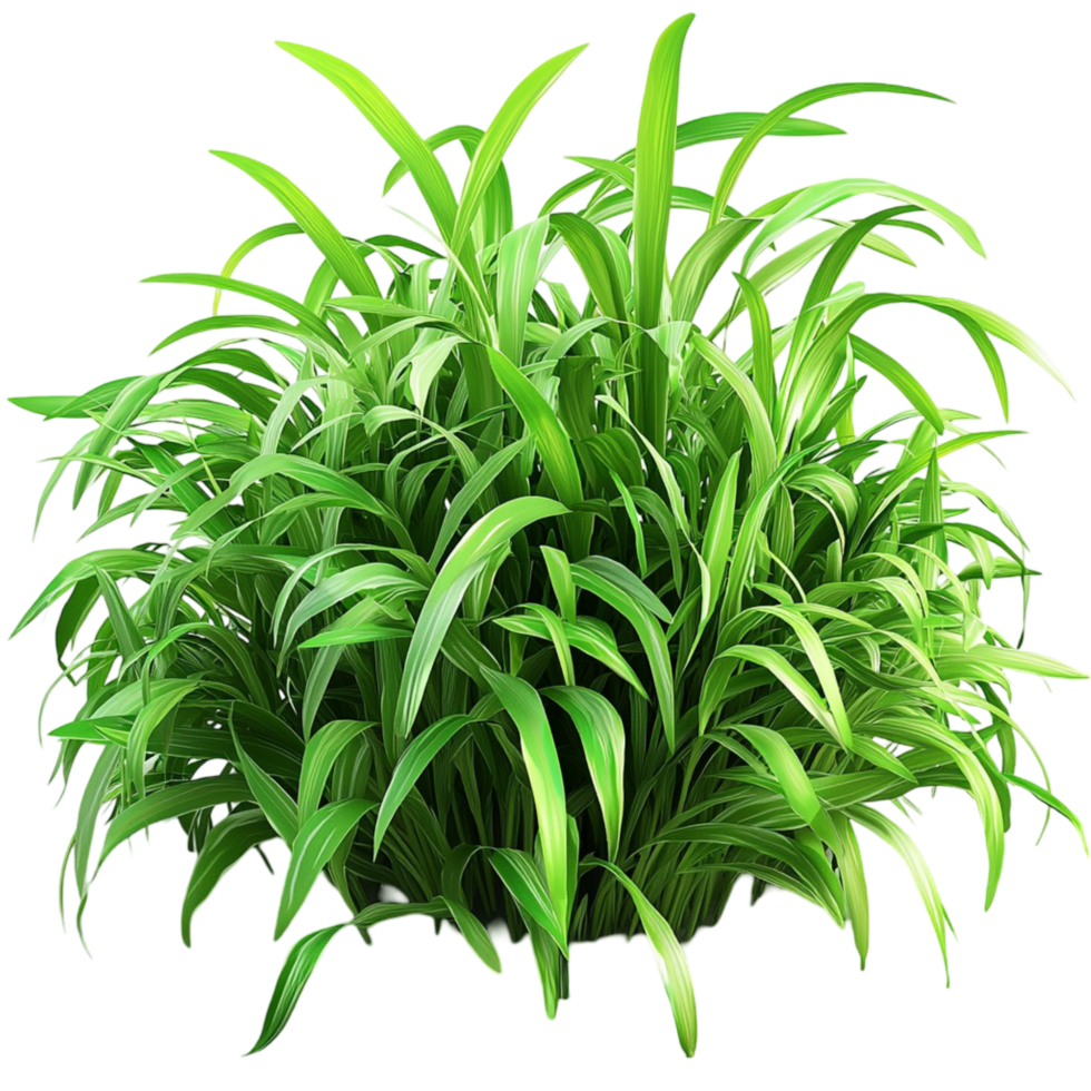 Dense clump of tall green grass long slender leaves growing vibrantly png