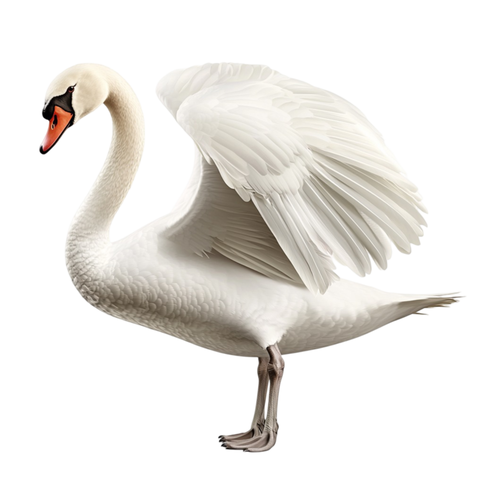 Graceful white swan spreading its wings while sting on one leg in a majestic pose png