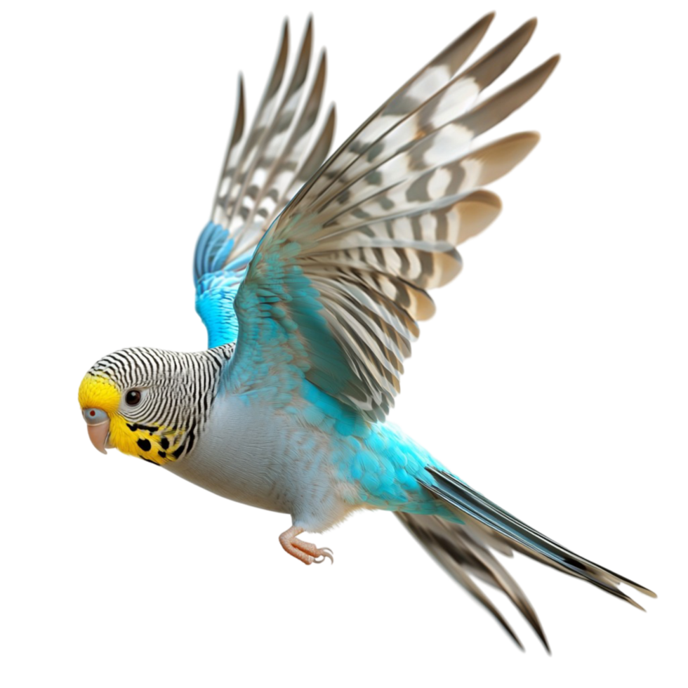 Blue yellow parrot soaring in miir wings spread wide png