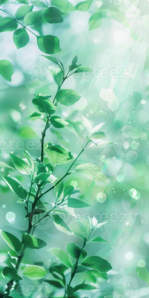 Sunlit greenery with dewy leaves and bokeh light effects in a lush garden setting photo