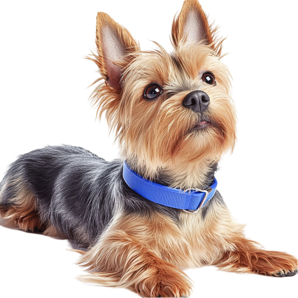 Small Yorkshire Terrier dog wearing a blue collar looking alert png