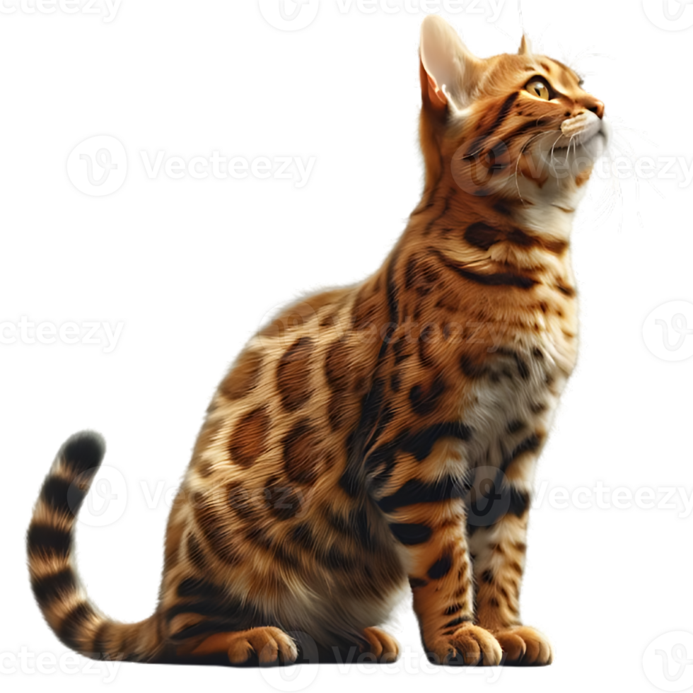 Bengal Cat Standing Pose Isolated on Transparent Background png