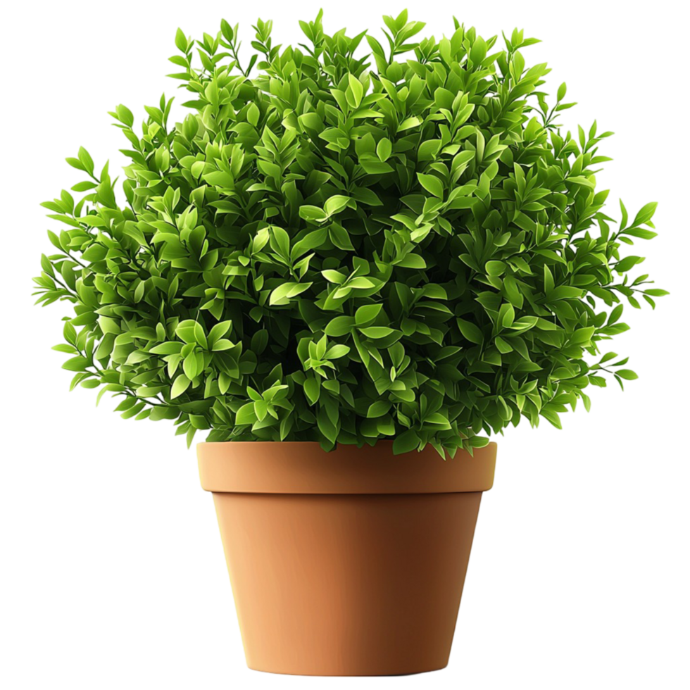 Lush green potted plant dense foliage in a terracotta pot png