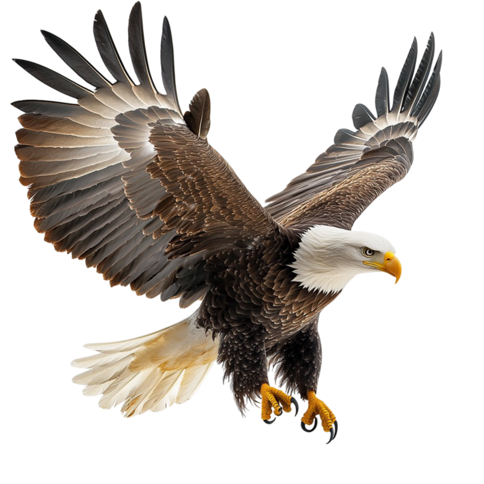 Bald eagle soaring in miir its wings fully extended png