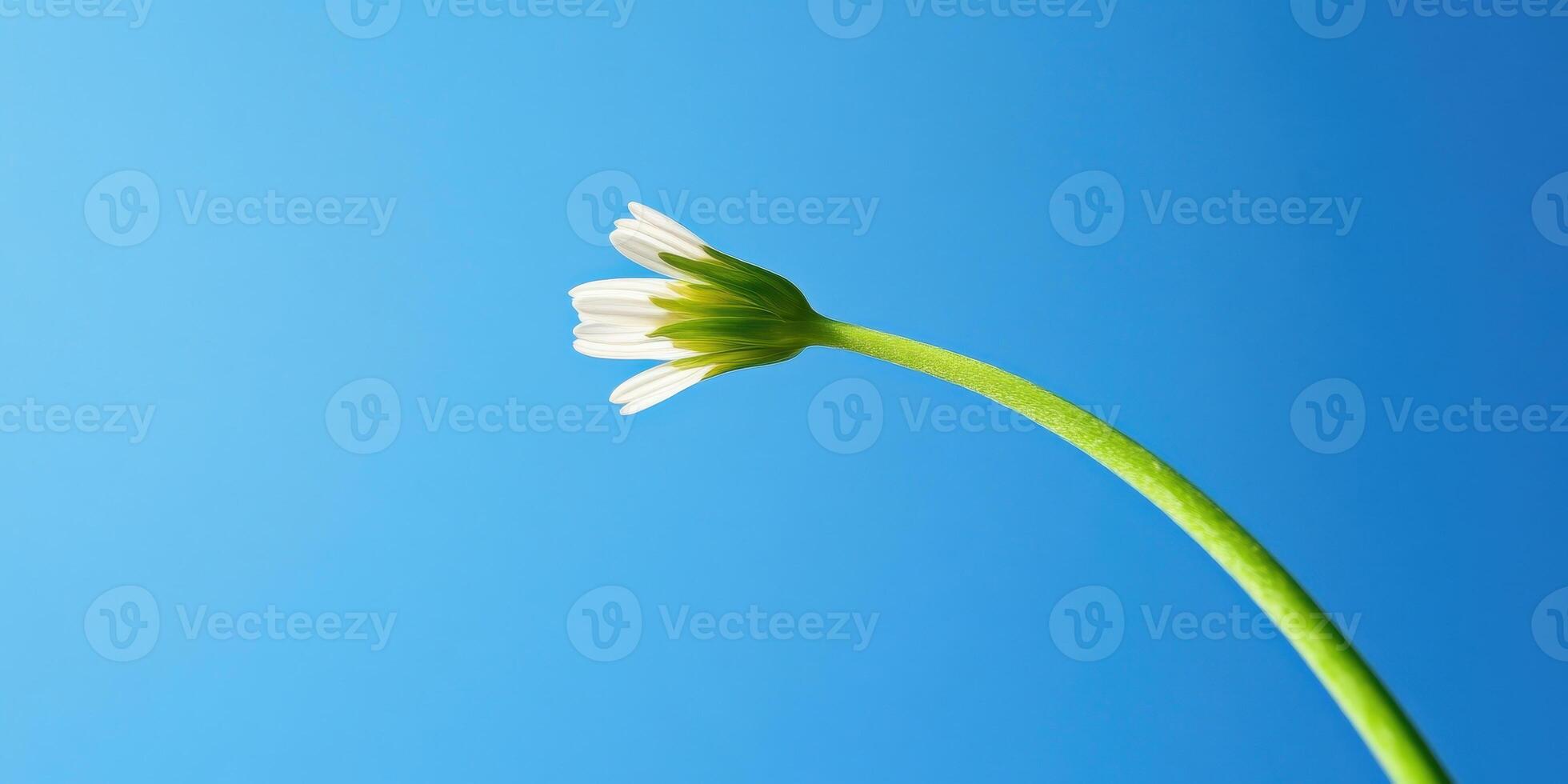 Solitary White Flower Against Clear Blue Sky Minimalist Nature Trend photo