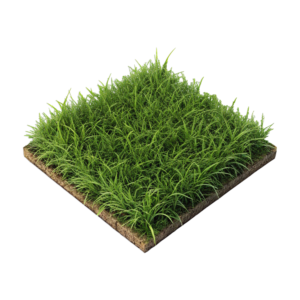 Grass on transparent background png
