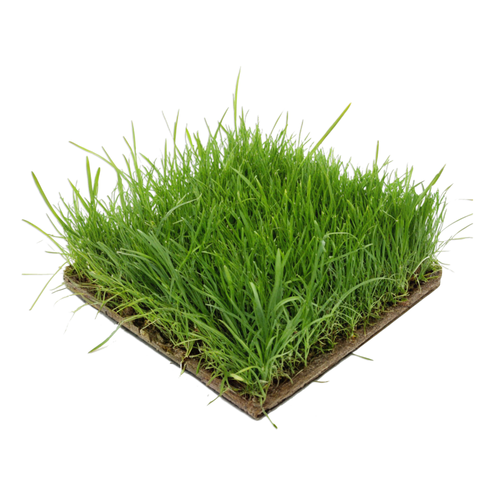Grass isolated on transparent background png