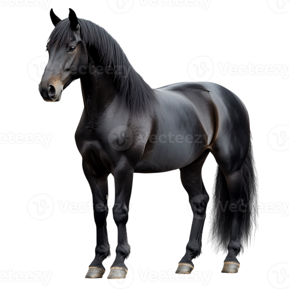 Majestic Black Horse Running Isolated on Transparent Background png
