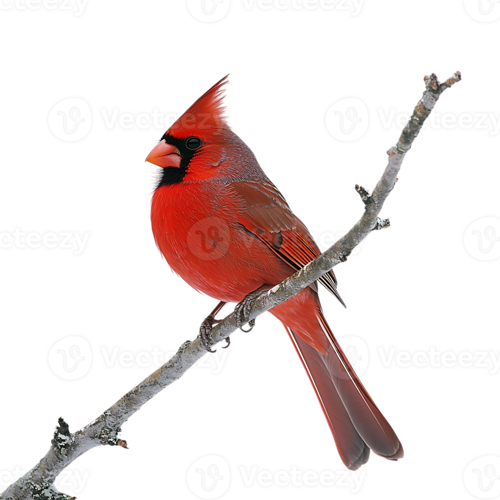 Red Cardinal Bird Perched on a Branch Isolated on Transparent Background png
