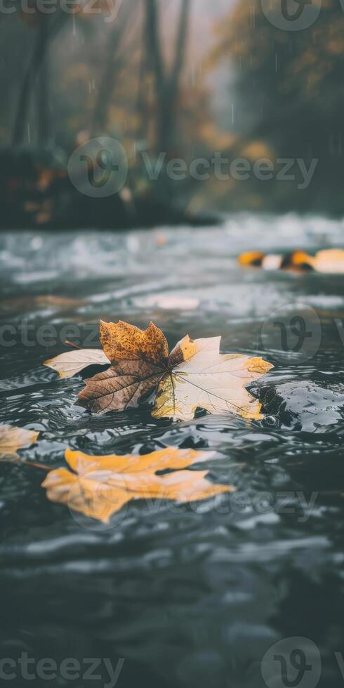 Autumn leaves floating on a calm stream in a misty forest photo
