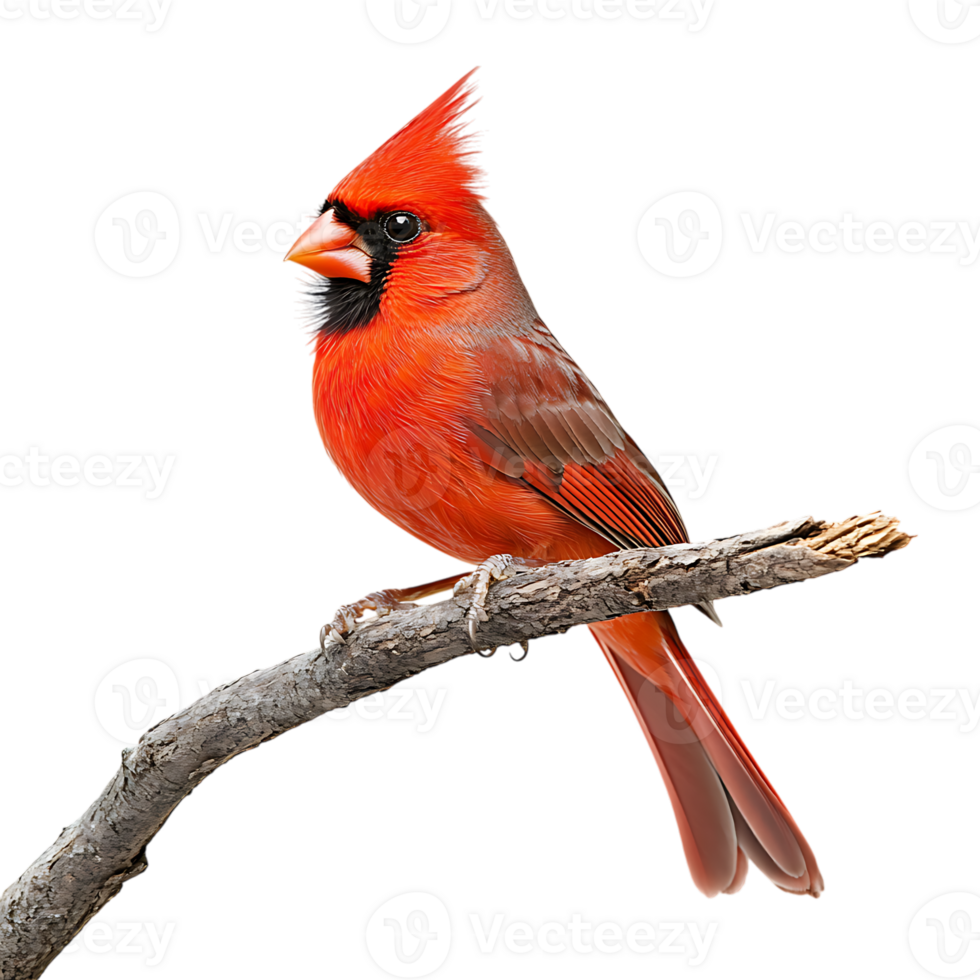 Bright Red Cardinal Perched on a Tree Branch Isolated Against a Transparent Background png