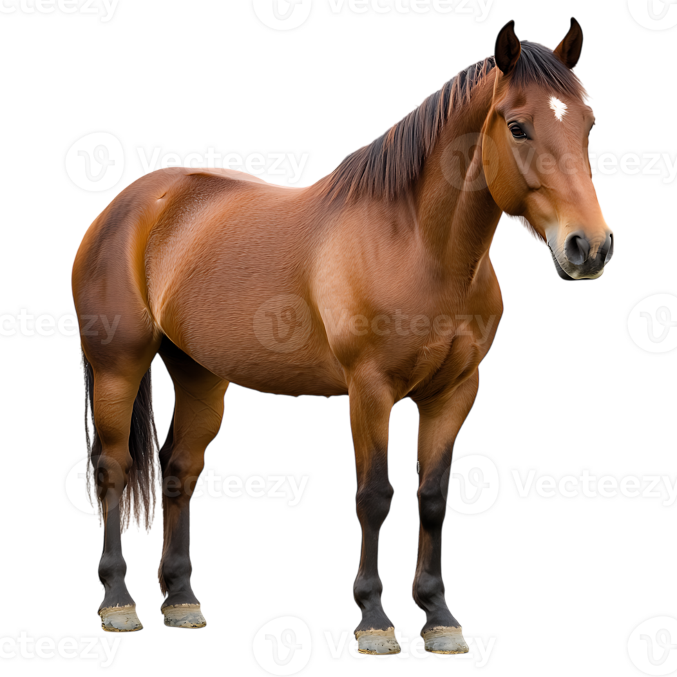 Brown Horse Standing Isolated Against a Transparent Background png