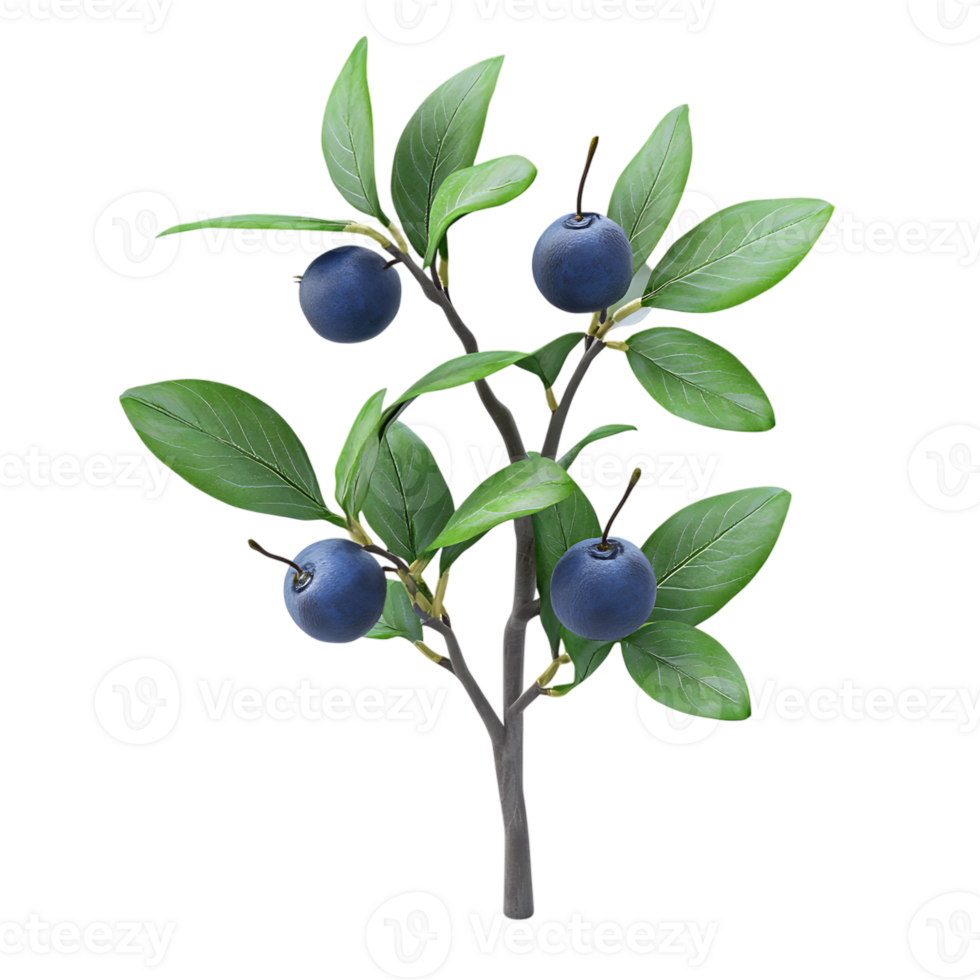 Delicious Blueberries Isolated on Transparent Background png
