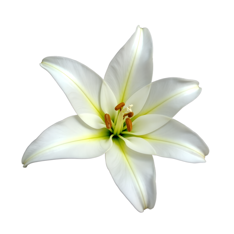 Isolated White Lily Flower Perfect for Elegant Designs Symbolism png