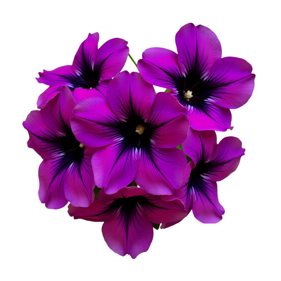Stunning Purple Petunia Blooms Royalty Free Floral Image png