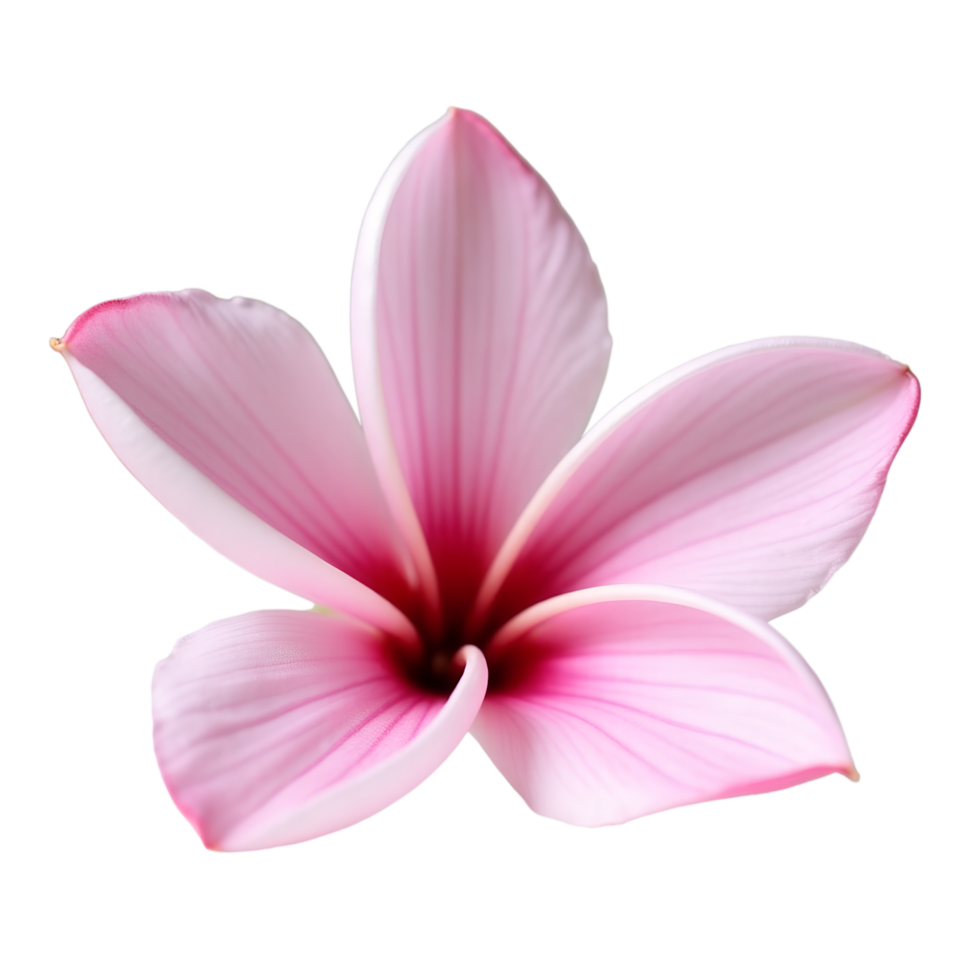 Beautiful Tropical Blossom Image Perfect for Digital Designs png