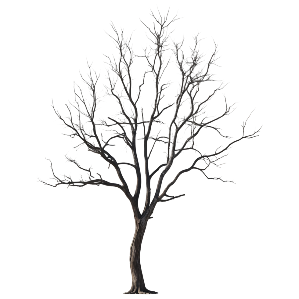 Bare Tree Transparent Background for Winter Nature Designs png