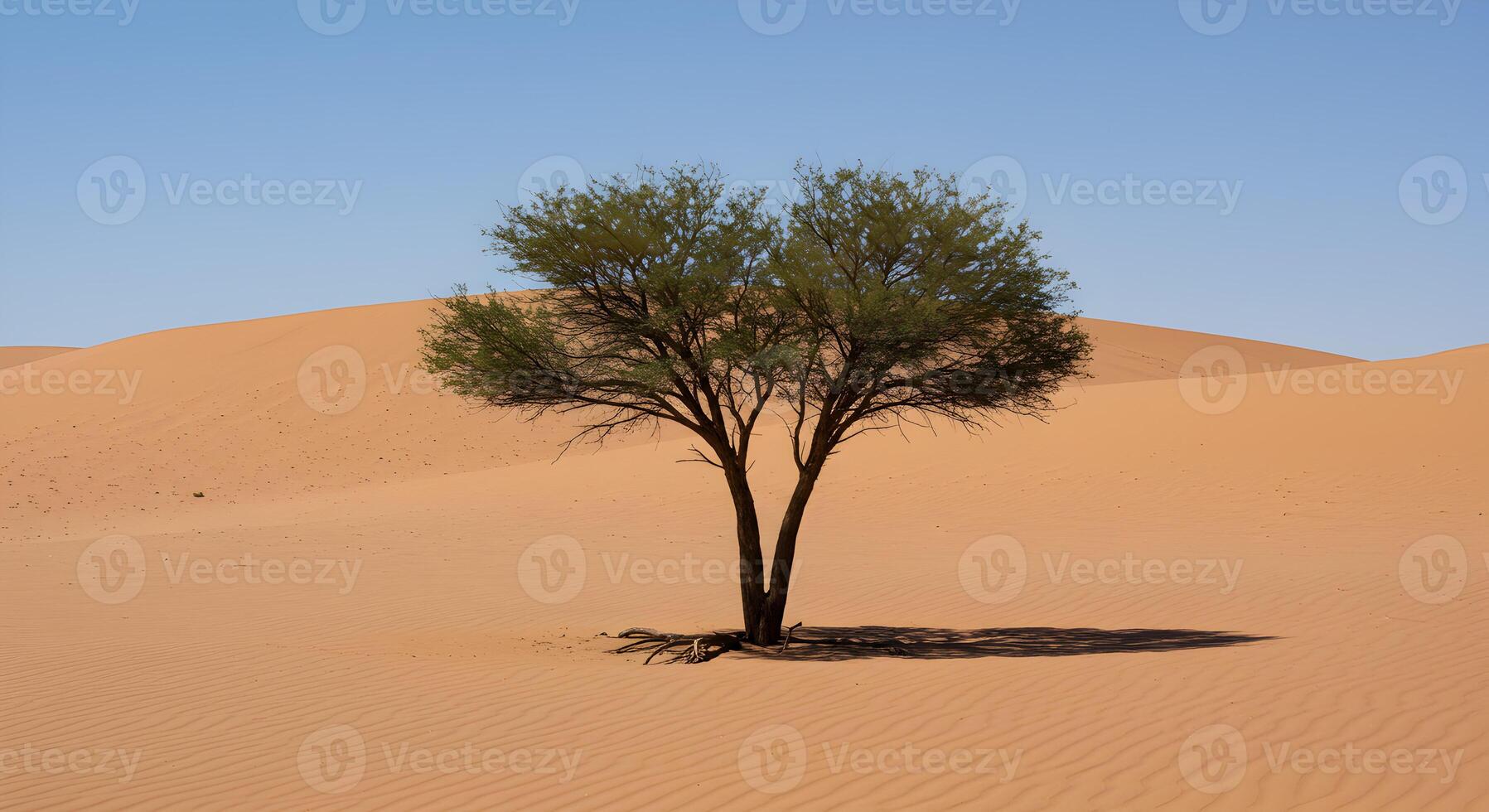 Enduring Desert Tree With Roots Laid Bare by Wind and Erosion photo