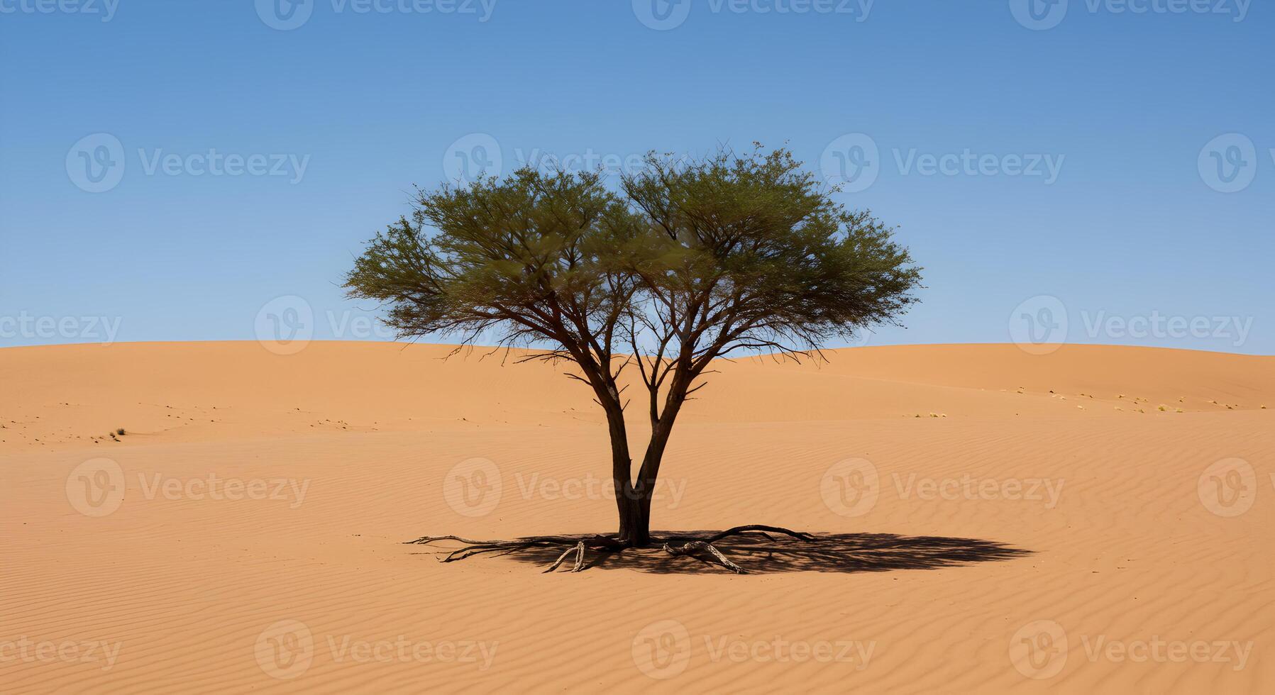 Resilient Tree Standing Alone in Arid Sand Dunes With Visible Roots photo