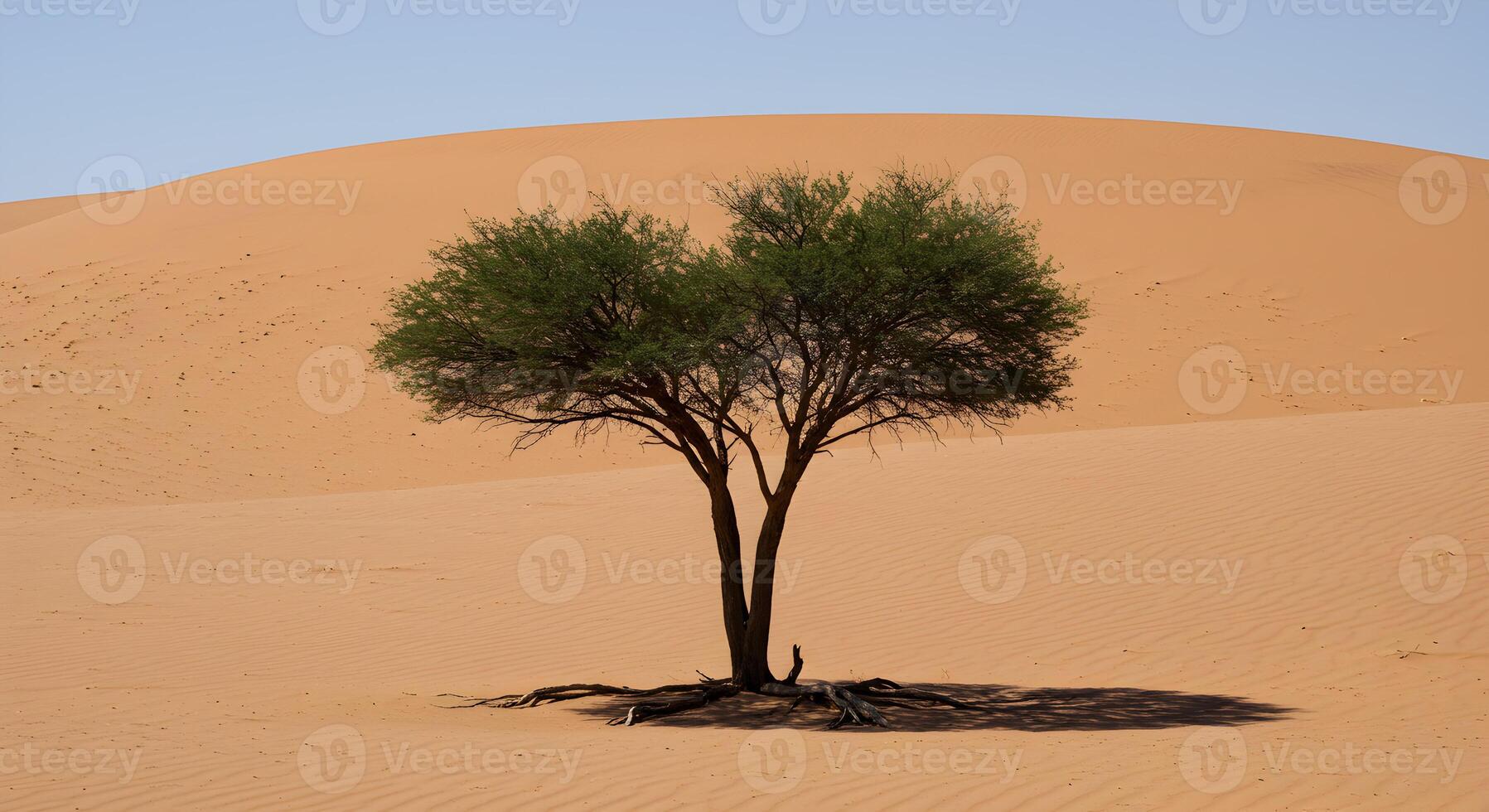 Survival in the Desert Lone Tree With Roots Exposed by Erosion photo