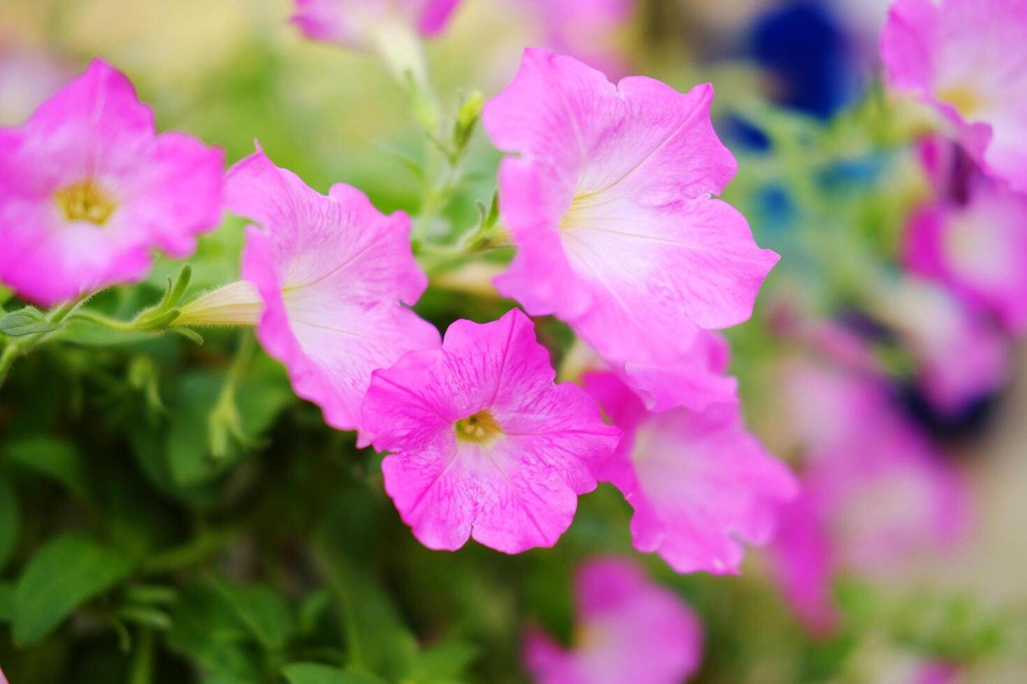 Blooming pink canterbury bell flowers hanging plant pot decorated in garden photo