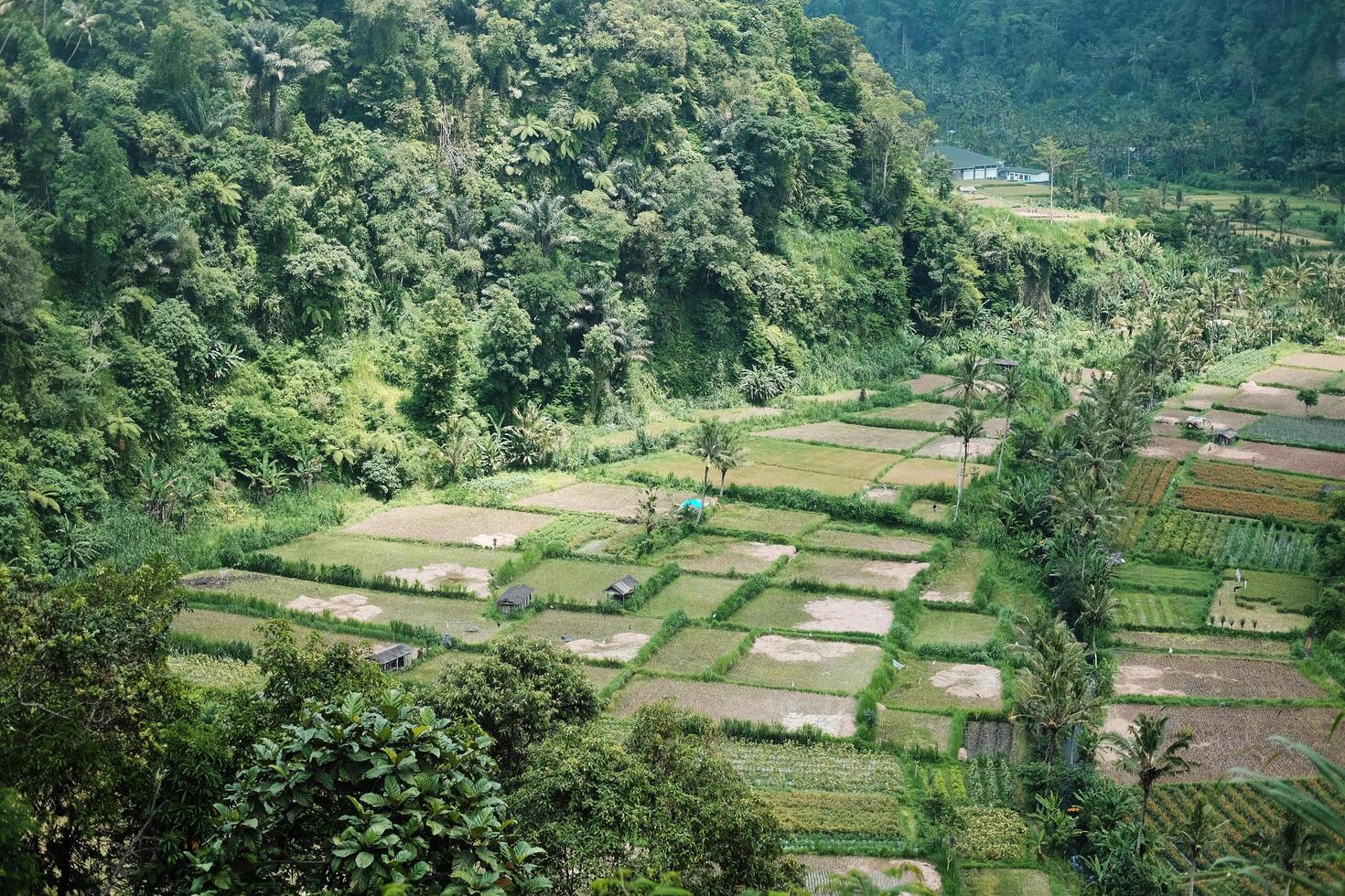 Landscape on terraced paddy rice fields on mountain in Bali Province of Indonesia. Travel in greenery tropical rainy season concept photo