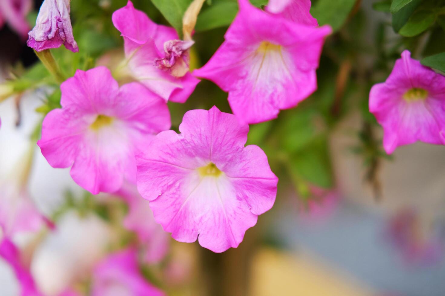 Blooming pink canterbury bell flower grow in hanging plant pot decorated in garden photo