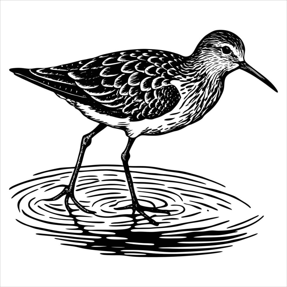 Western Sandpiper Silhouette vector