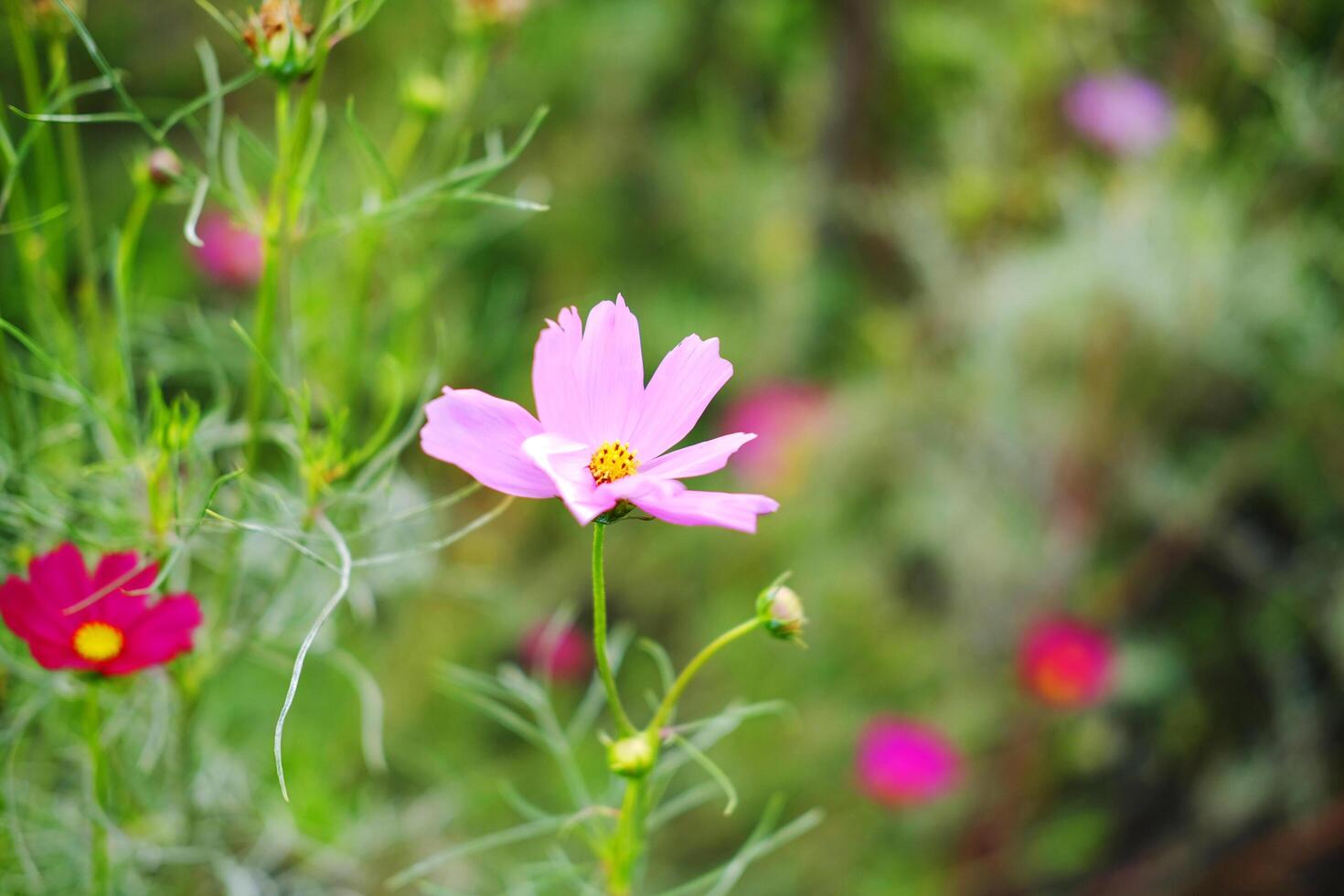 Blooming pink cosmos flower with pollen in a meadow of wildflower on summer in tropical garden photo