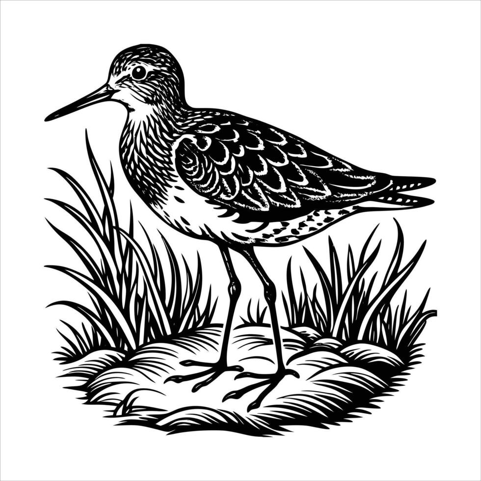 shot of beautiful dunlin vector