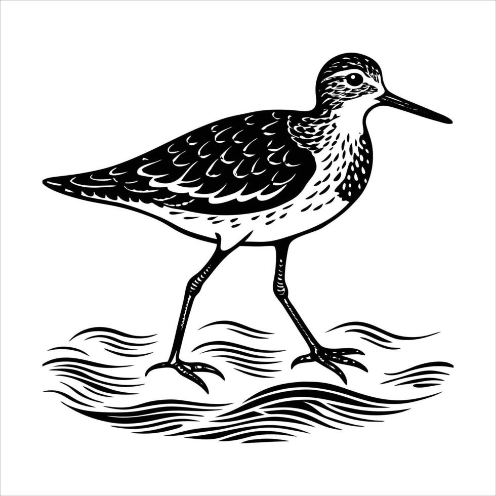 Hand draw Line art sandpiper vector