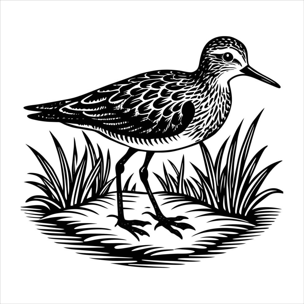 shot of a beautiful dunlin bird vector