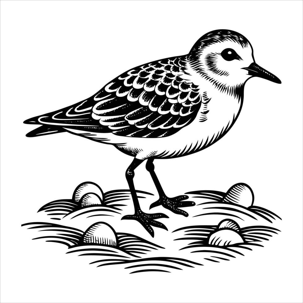 Plover Stock Illustrations vector