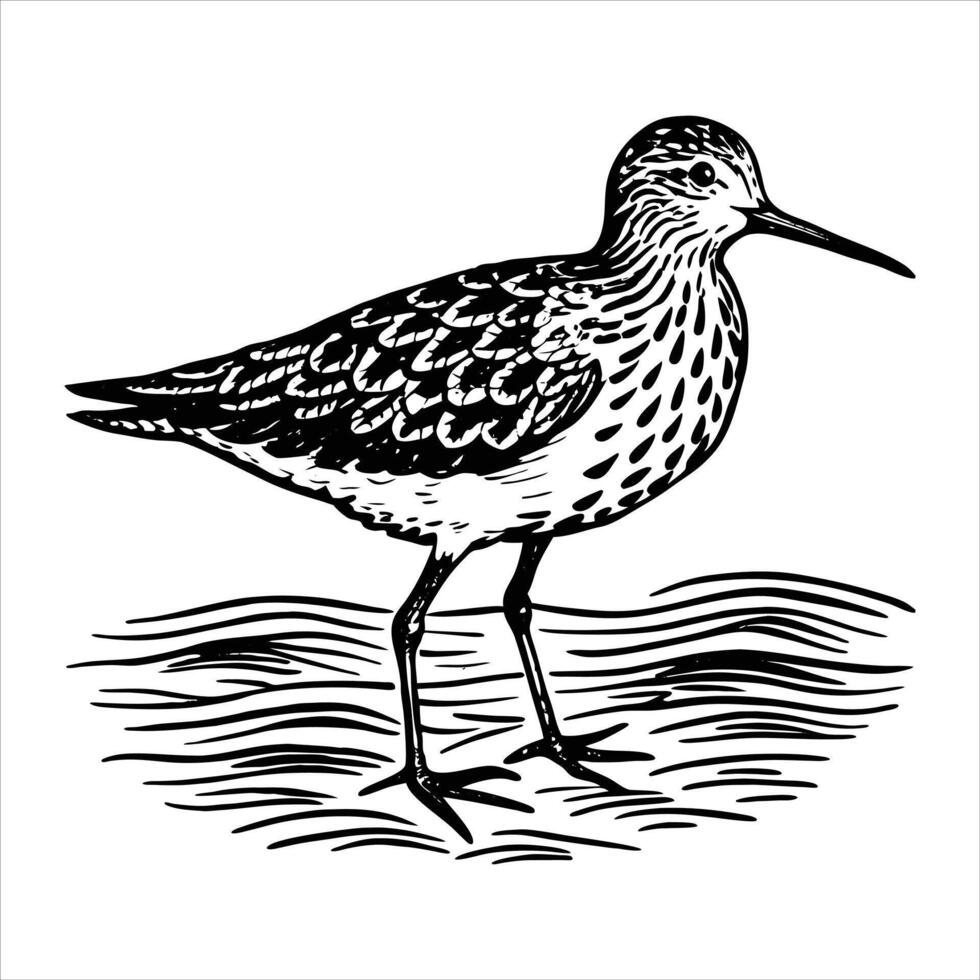Bird On Beach vector