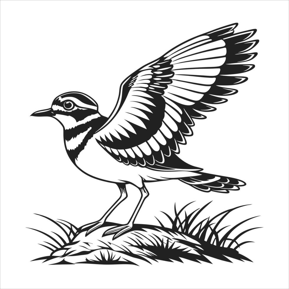 The illustration of killdeer vector