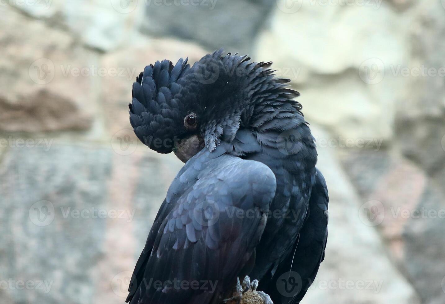Black palm cockatoo preening its feathers on a branch photo
