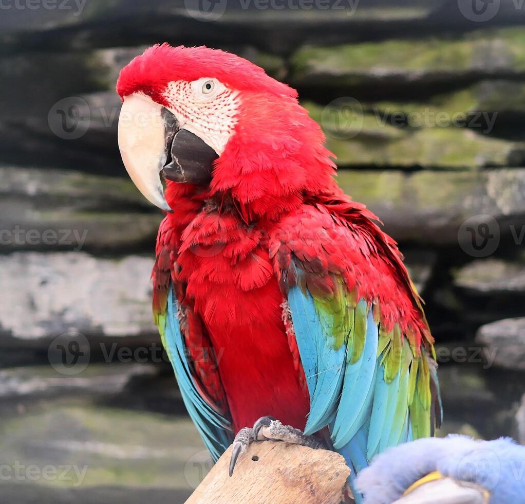Red and green macaw perching on branch, colorful parrot in natural habitat photo