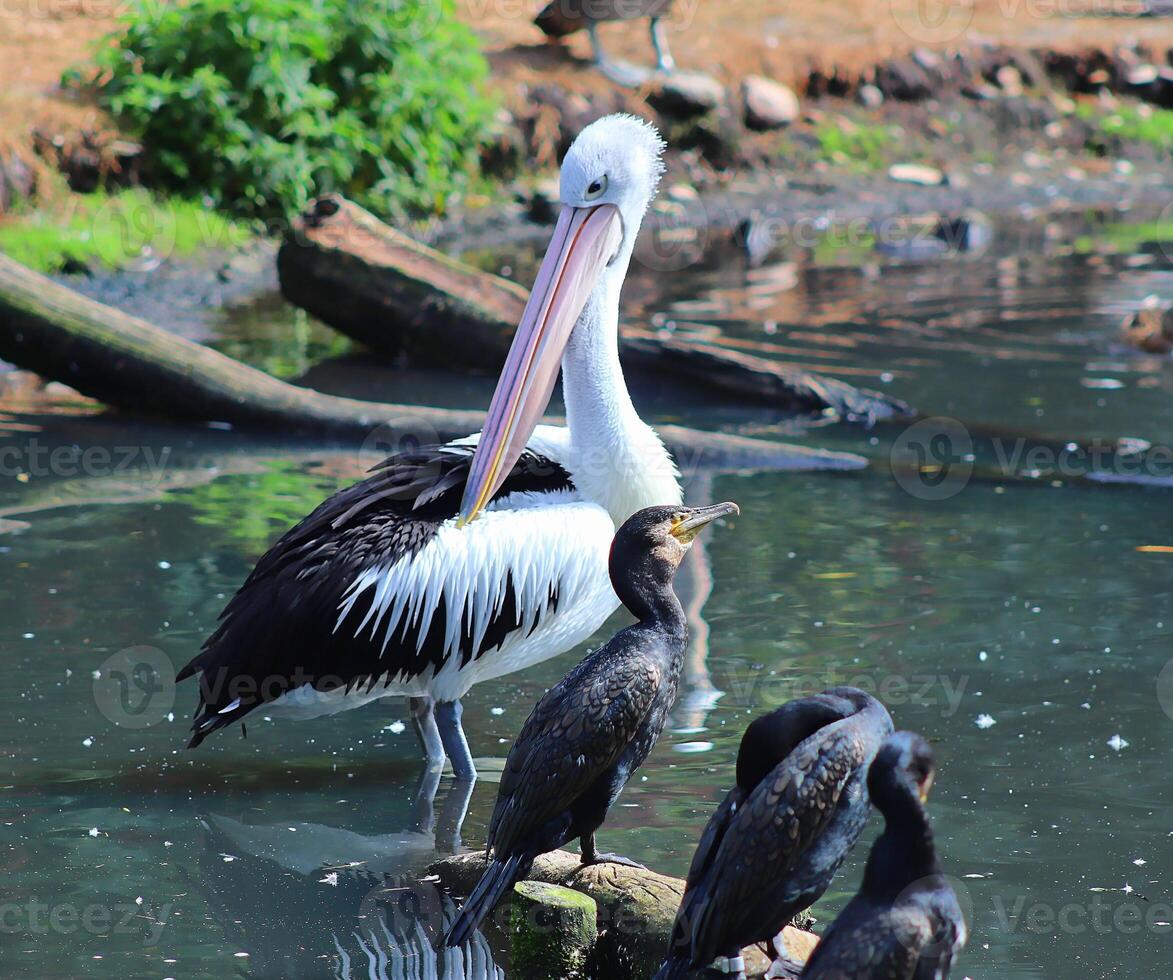 Australian pelican standing with cormorants in a pond photo