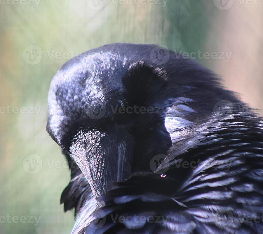 Large black raven preening its feathers in sunlight photo