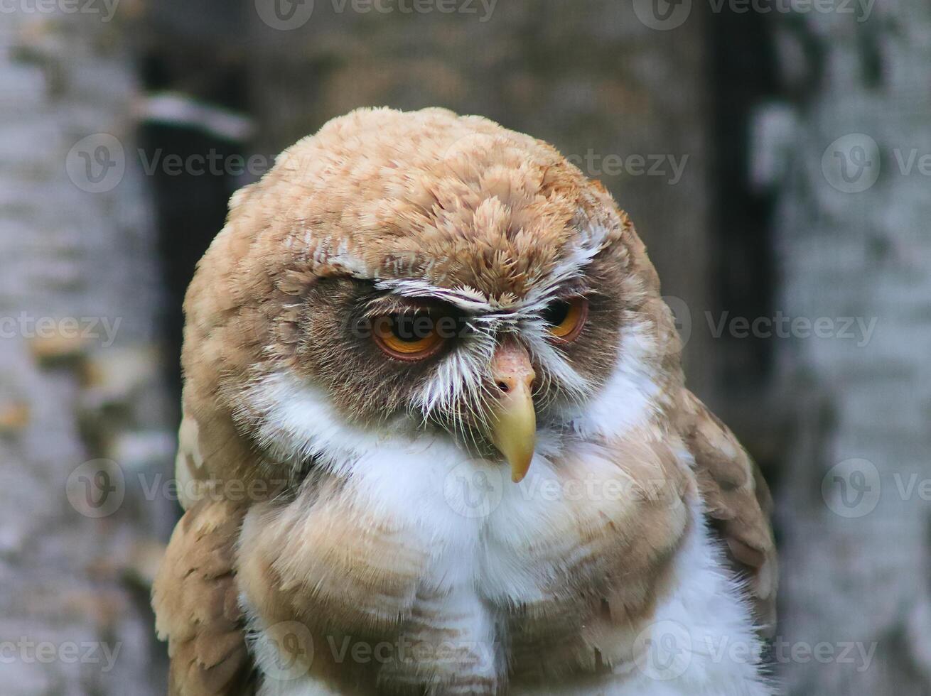 Owl staring with intense gaze in natural habitat photo