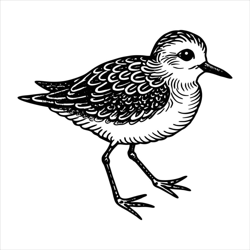 Small cute sanderling bird vector