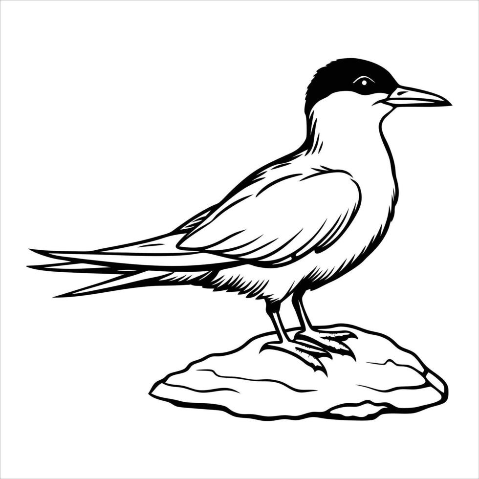 Creative Fairy Tern vector