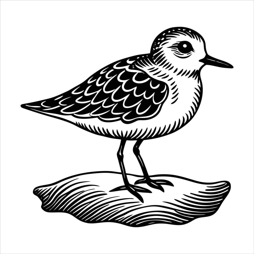 Sanderling Silhouette Sanderling vector