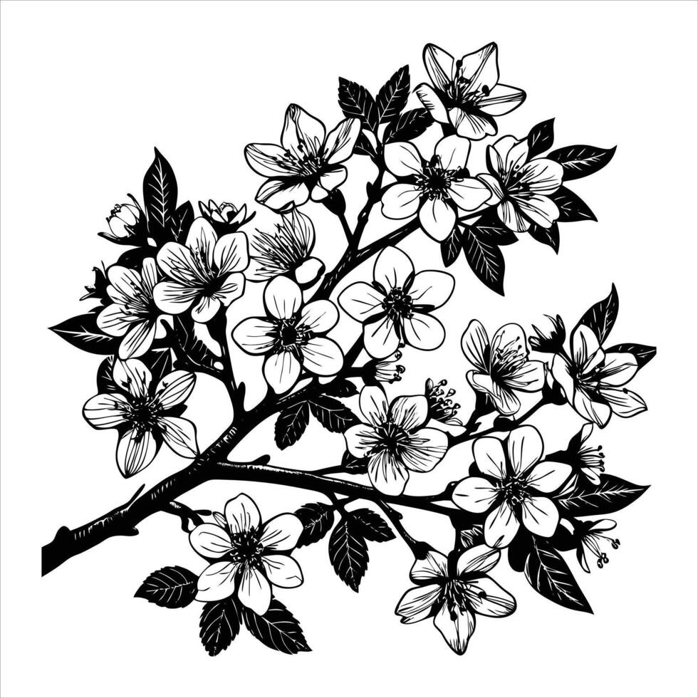 Delicate Cherry Blossom Branch vector