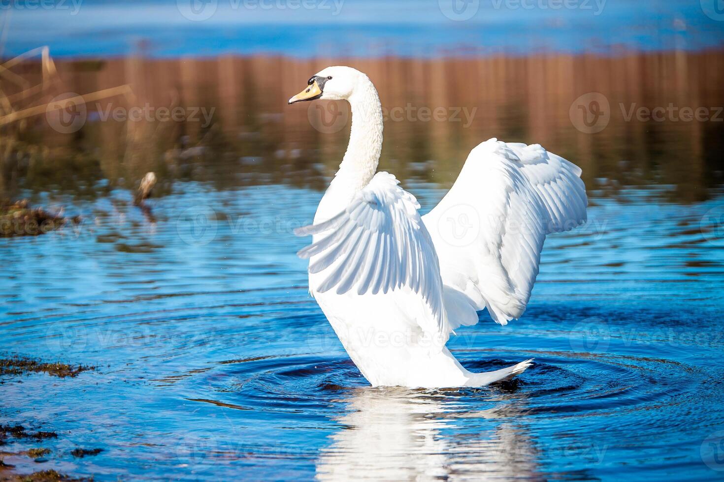 White Swan with Outstretched Wings in Shallow Wetland Water photo