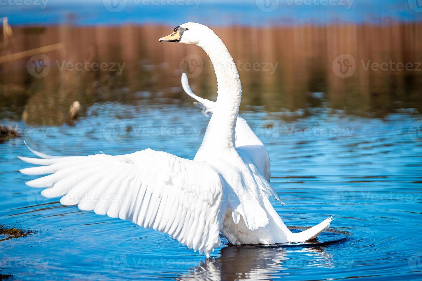 White Swan with Outstretched Wings in Shallow Water Near Reeds photo
