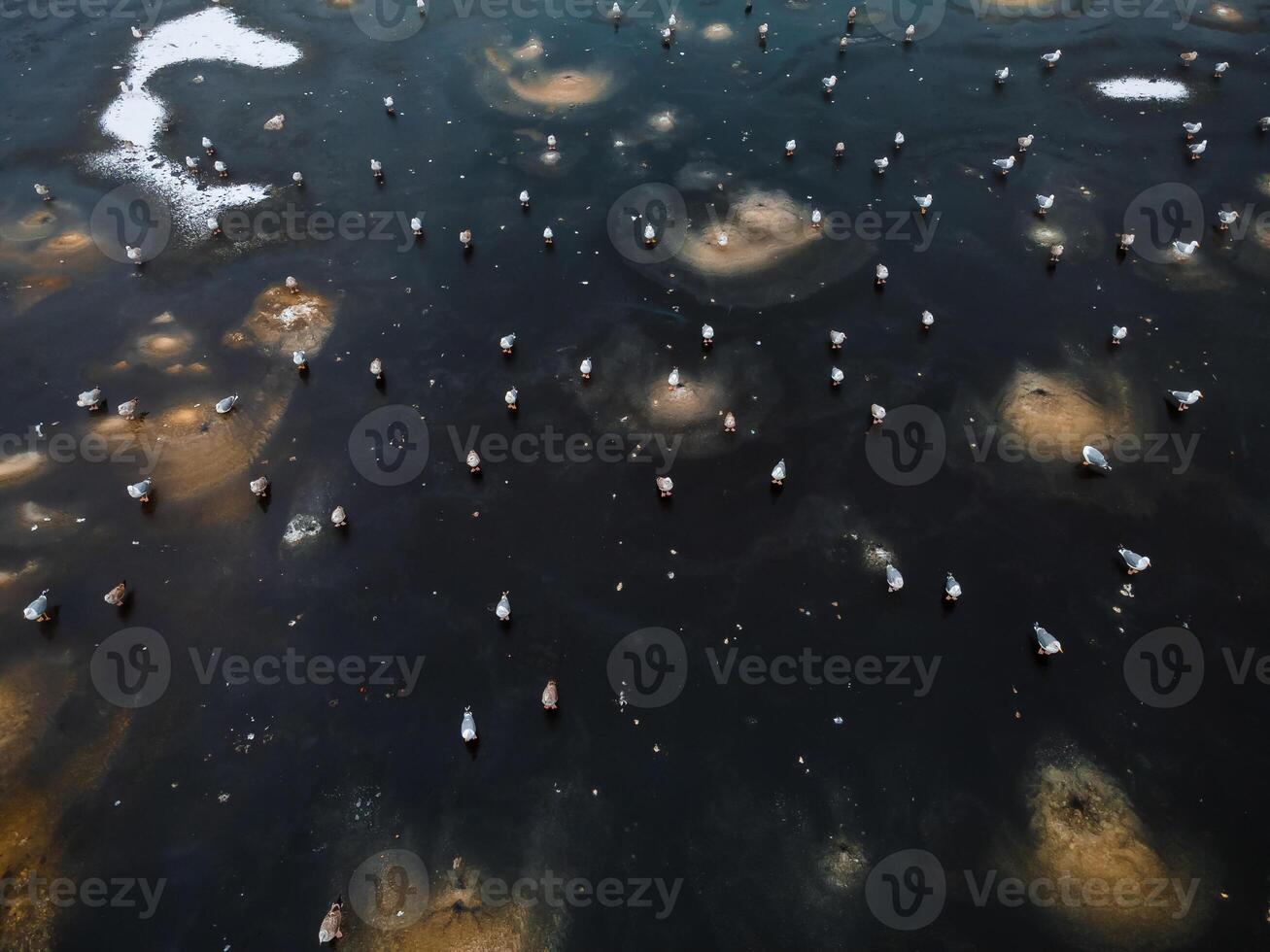 Aerial View of Birds on Sandbanks in Shallow Dark Water with Sediment photo