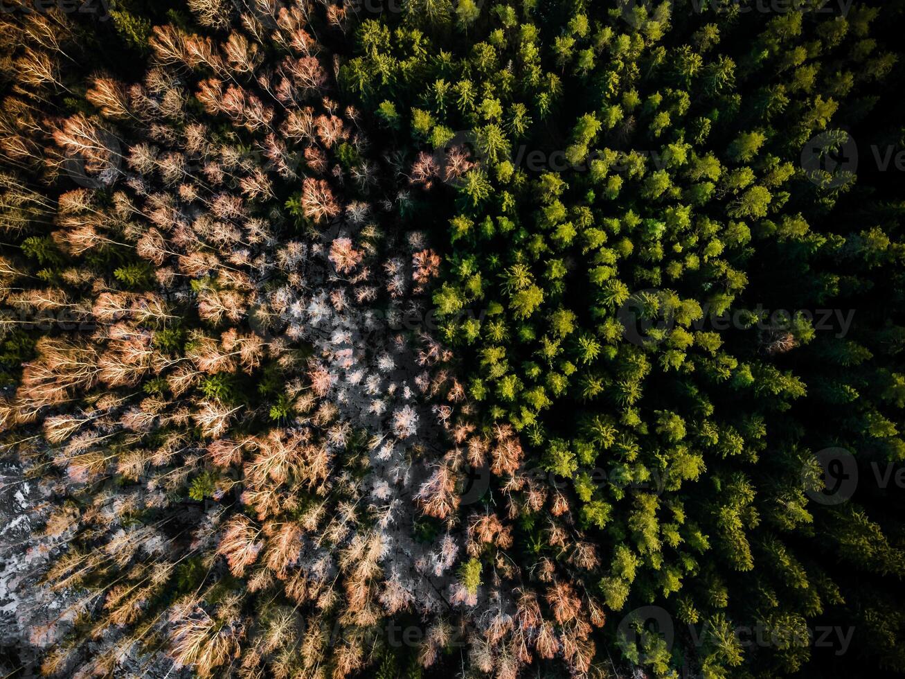 Aerial View of Contrasting Sparse and Dense Forest Sections photo