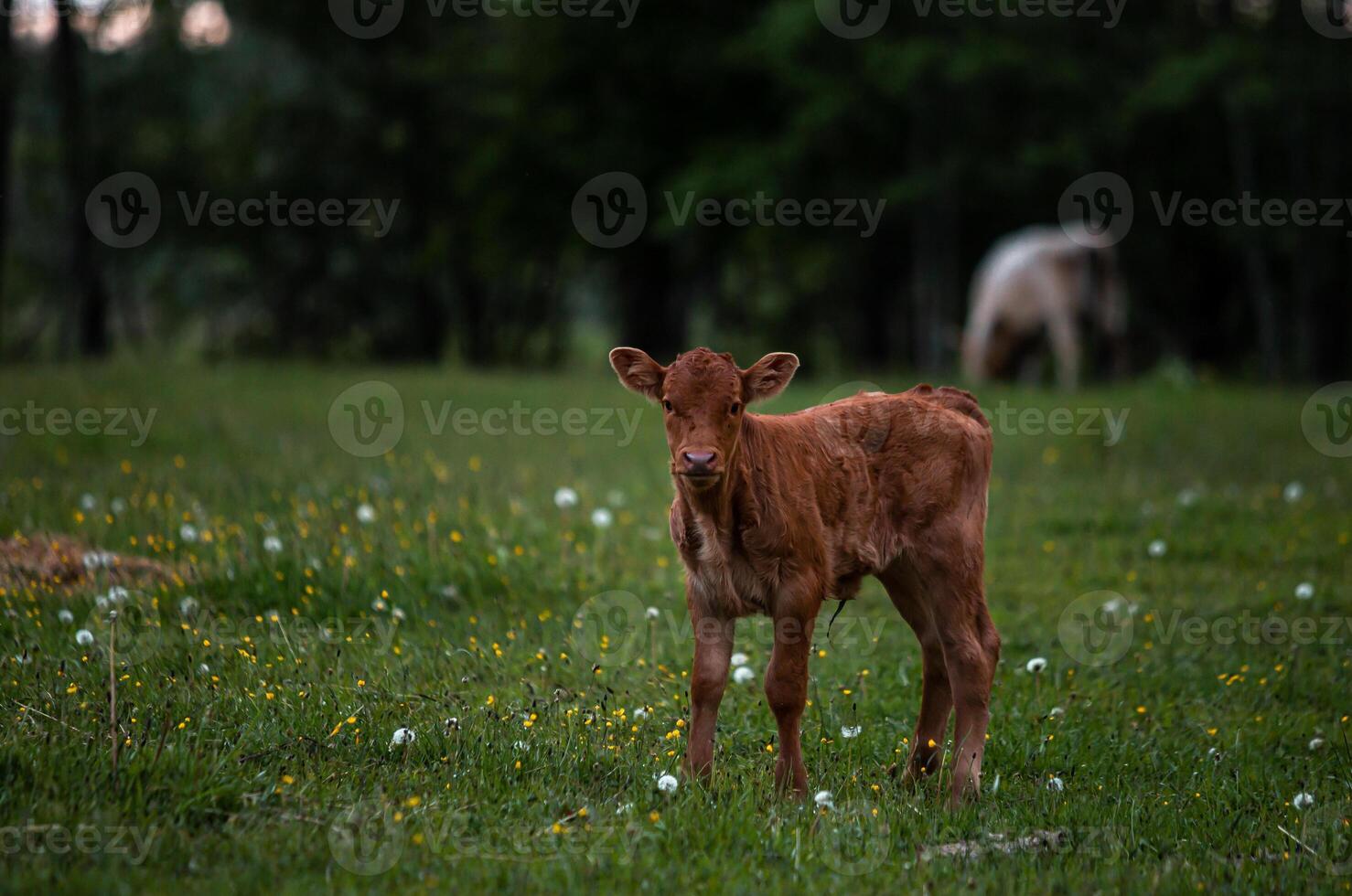Young Brown Calf in a Grassy Field with Wildflowers and Trees photo