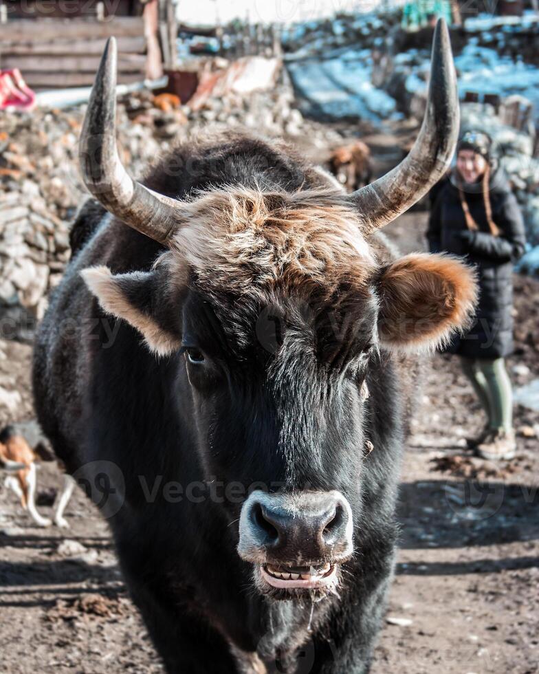 Horned Cow on Dirt Path in Rural Georgian Village Setting photo